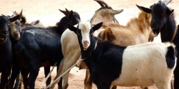 Export opportunities for goat, sheep breeders