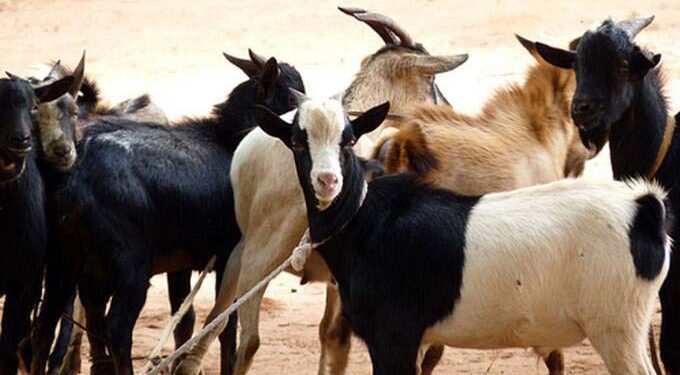 Export opportunities for goat, sheep breeders