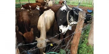 Heifer scheme scores successes