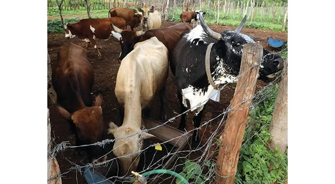 Heifer scheme scores successes