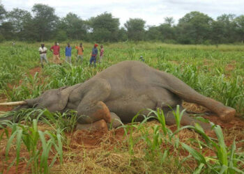 Hwange RDC in human-wildlife co-existence drive