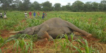 Hwange RDC in human-wildlife co-existence drive