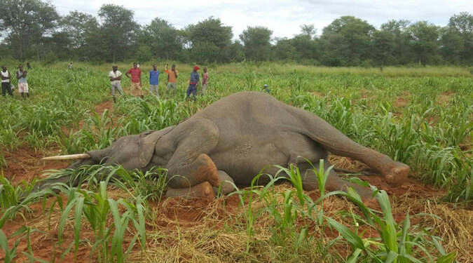 Hwange RDC in human-wildlife co-existence drive