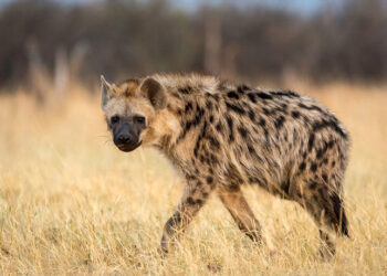 Hyenas cause havoc in Mberengwa