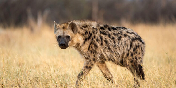 Hyenas cause havoc in Mberengwa