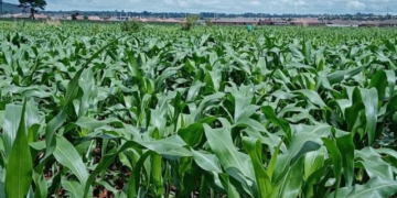 Crop situation impressive countrywide