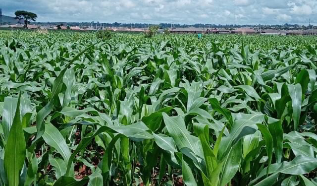 Crop situation impressive countrywide