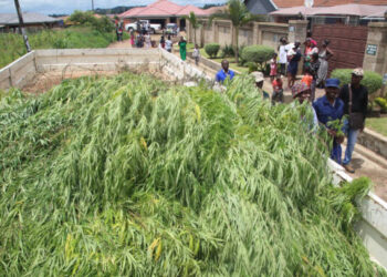 Man in soup for growing 700 marijuana plants