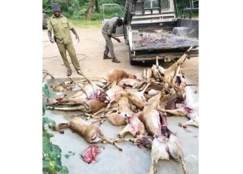 Poaching syndicates descend on safari