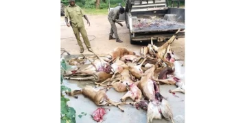 Poaching syndicates descend on safari