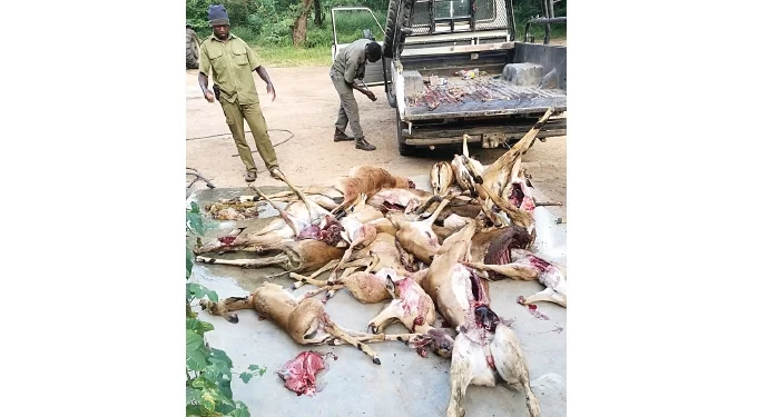 Poaching syndicates descend on safari