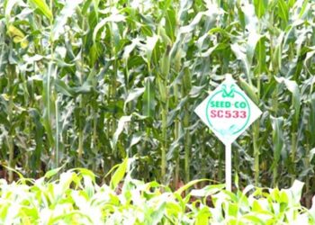 We’ve adequate stocks: Seed Co