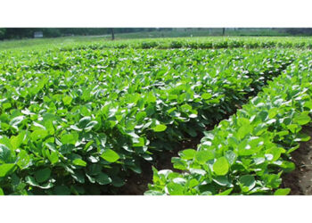 Increased soya bean production stokes high Rhizobia uptake