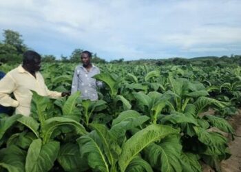 Dryland tobacco reaping underway as hectarage increase 4pc