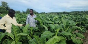 Dryland tobacco reaping underway as hectarage increase 4pc