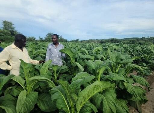 Dryland tobacco reaping underway as hectarage increase 4pc