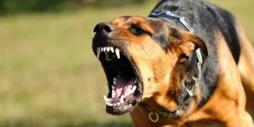 Masvingo, Manicaland top unvaccinated dog bites