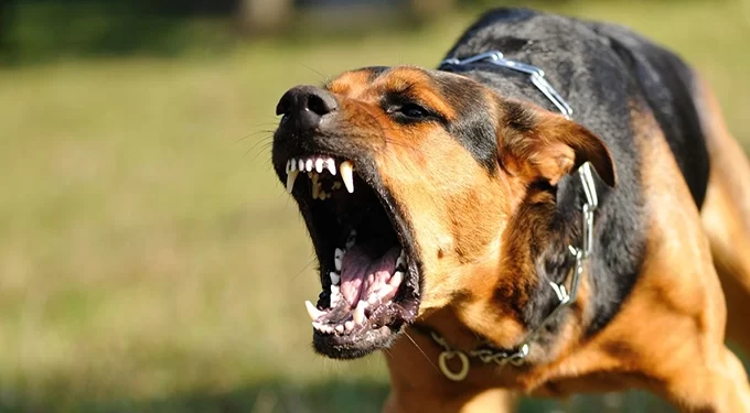Masvingo, Manicaland top unvaccinated dog bites