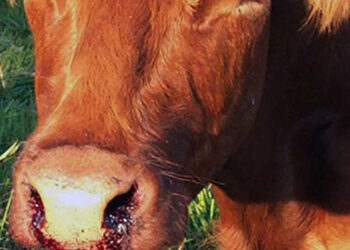 ‘Vaccinate livestock against anthrax, lumpy skin diseases’