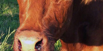 ‘Vaccinate livestock against anthrax, lumpy skin diseases’