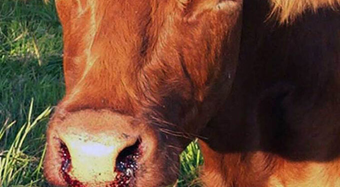 ‘Vaccinate livestock against anthrax, lumpy skin diseases’