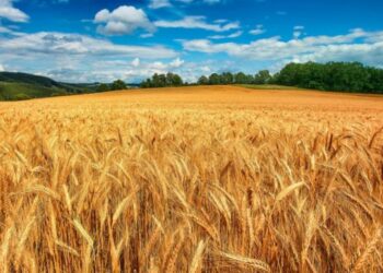 Zimbabwe now wheat self-sufficient