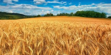 Zimbabwe now wheat self-sufficient