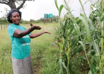 ‘Don’t remarry, work the land’