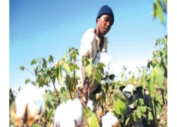 Side marketing remains a problem in cotton industry