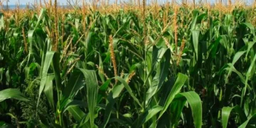 Crop condition good despite heavy rains