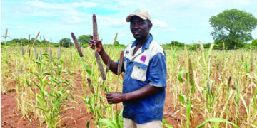Small grain farmers succeed despite erratic rains