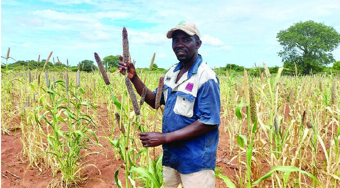 Small grain farmers succeed despite erratic rains