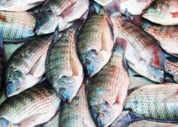 Fish production to reach 40k tonnes