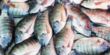 Fish production to reach 40k tonnes