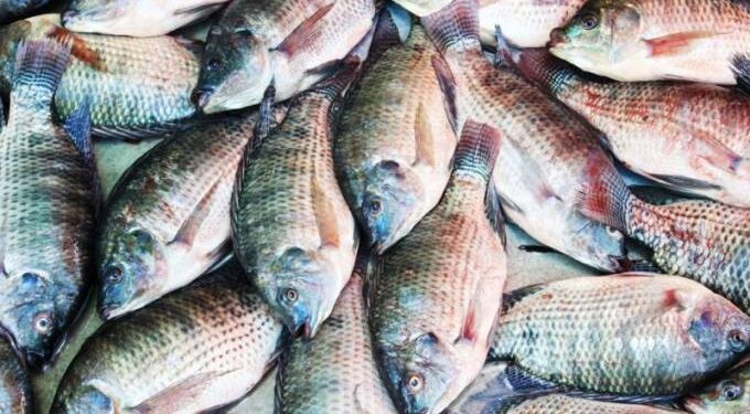 Fish production to reach 40k tonnes