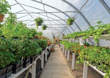 Horticultural exports bloom on Govt policies