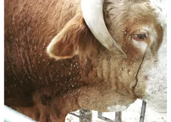 Quarantine rules laid down to save cattle