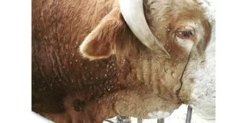 Quarantine rules laid down to save cattle