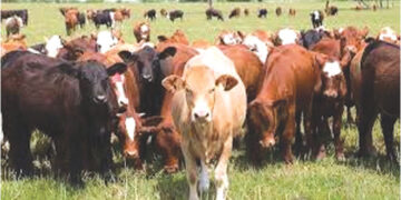 Illegal cattle movement fuels spread of January disease