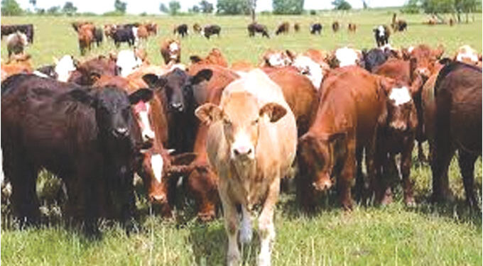 Illegal cattle movement fuels spread of January disease