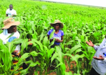 Lupane Irrigation Scheme gives locals regular stable incomes