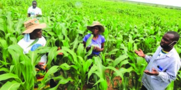 Lupane Irrigation Scheme gives locals regular stable incomes