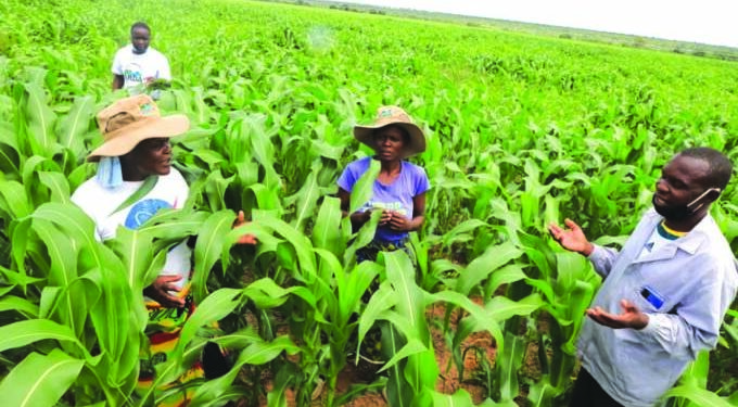 Lupane Irrigation Scheme gives locals regular stable incomes