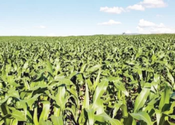 Farmers meet national hectarage target