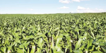 Farmers meet national hectarage target