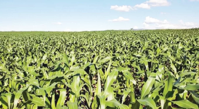 Farmers meet national hectarage target