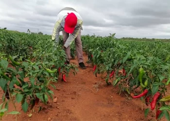 1 500 households venture into paprika farming