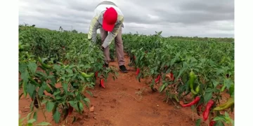 1 500 households venture into paprika farming