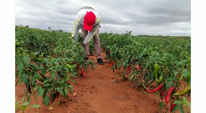 1 500 households venture into paprika farming