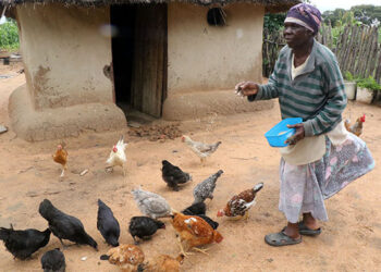 Presidential Poultry Scheme beneficiaries ready to reap rewards